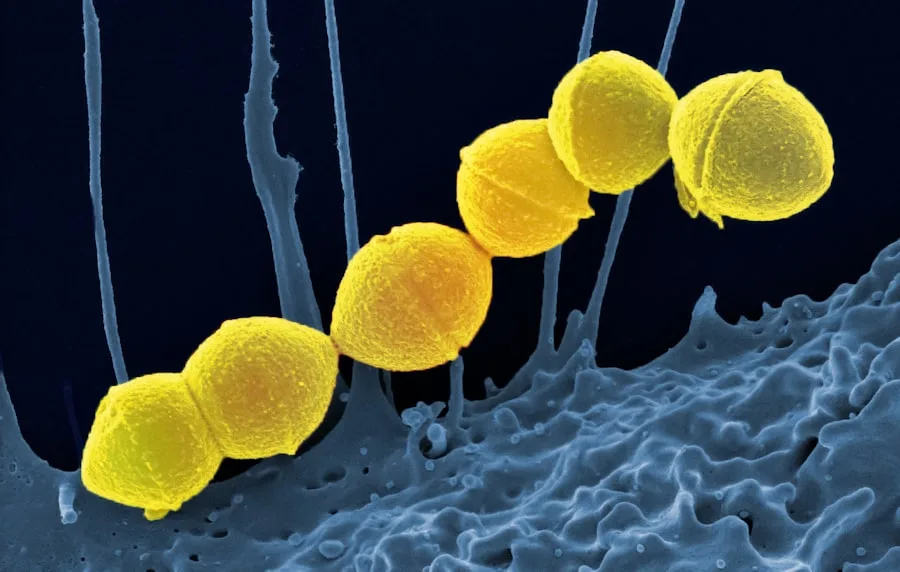 bacteria magnet
