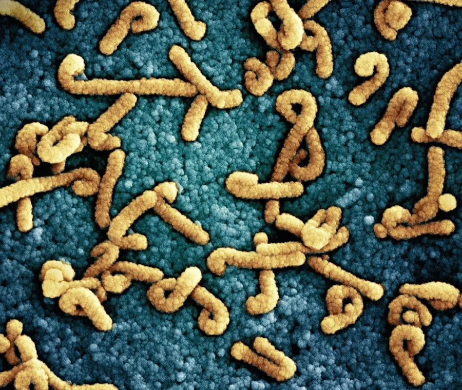 Photo bacteria magnet