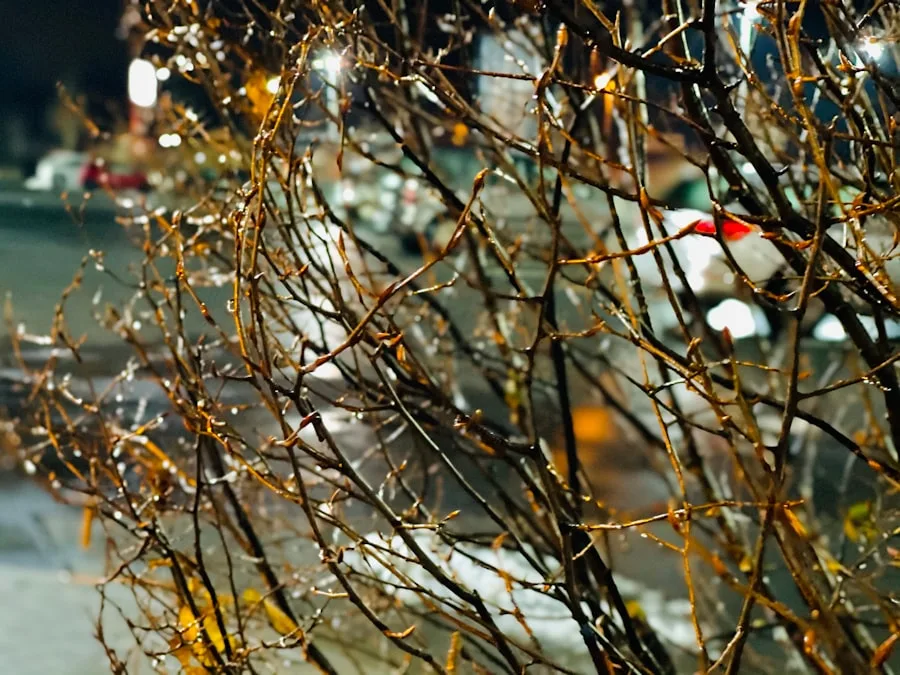 Photo Svaneklars juleløfte